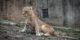 2021-11 - Espace Zoologique de Saint-Martin la Plaine - Lions - 14